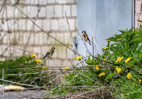 beautiful bird - goldfinch against the background of green dandelions in natural conditions on a spring day