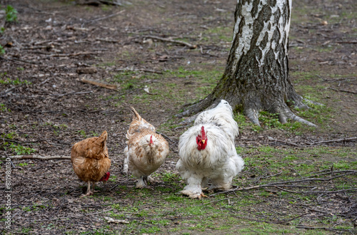 rooster and hen of an unusual breed looking for food on a sunny spring day