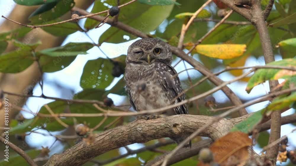 Nocturnal bird of prey perched on branch amidst green foliage, exhibiting natural wildlife habitat and animal observation. Bird watching and nature photography. Nocturnal bird of prey perched on branch amidst green foliage, exhibiting natural wildlife habitat and animal observation. Bird watching and nature photography.