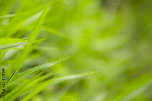 Green meadow grass blur background