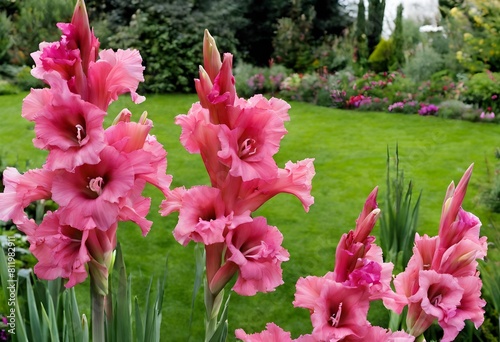 A view of some Gladioli in a Garden