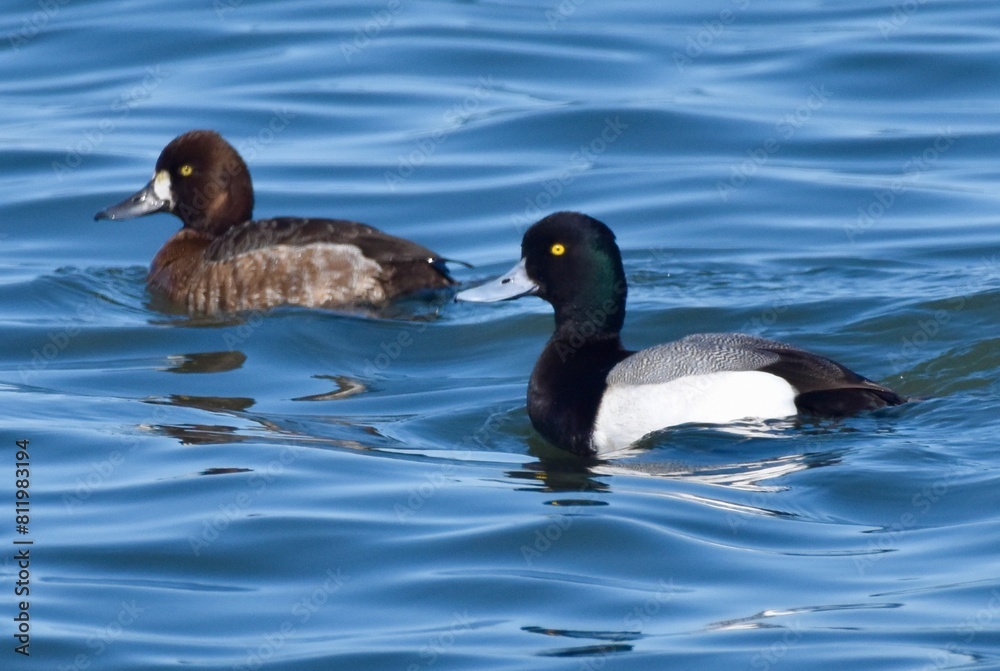 Fototapeta premium Ducks on the water