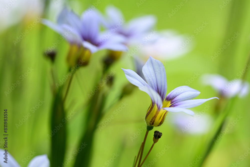 Tiny flowers of annual blue-eyed grass. This flower is also called fairy star and is a member of the iris family.