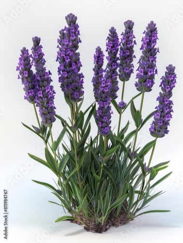 Lavender Lavender plant in 3D  highlighting its fragrant purple flowers used in various aromatic and therapeutic products  isolated on white background  isolated on white backgroun