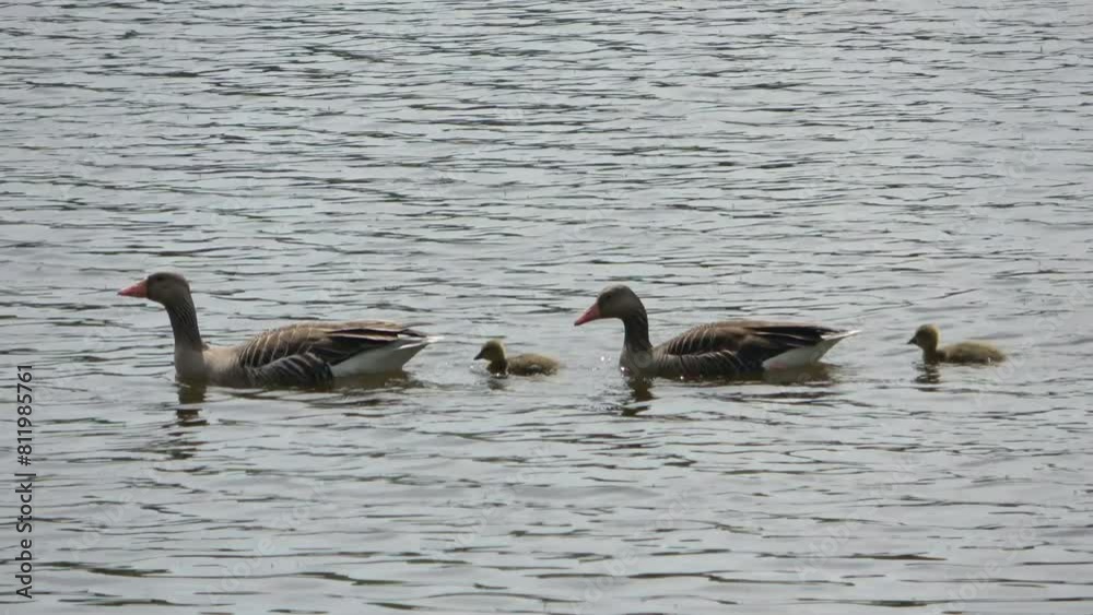 Two geese with their newly hatched babies swim together in the sunshine on a lake with small waves. Two geese with their newly hatched babies swim together in the sunshine on a lake with small waves.
