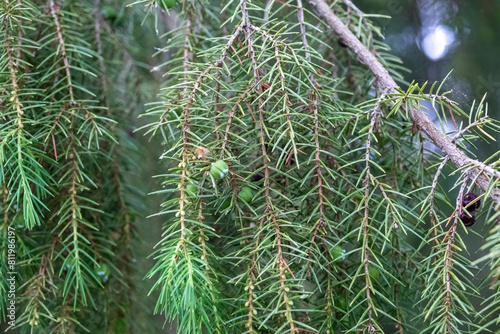 Temple Juniper