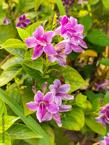 Close-up. Asystasia gangetica flower Commonly known as the Chinese violet, coromandel or creeping foxglove or asystasia. Leaves with green, purple and white in pattern.
