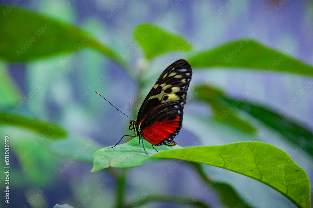 Obraz premium Large butterfly in exotic nature. Tropical jungle butterflies in summer. Butterfly insect. Rare and exotic. Wildlife nature. Summer insect. Exotic rare butterfly. Tiger heliconian
