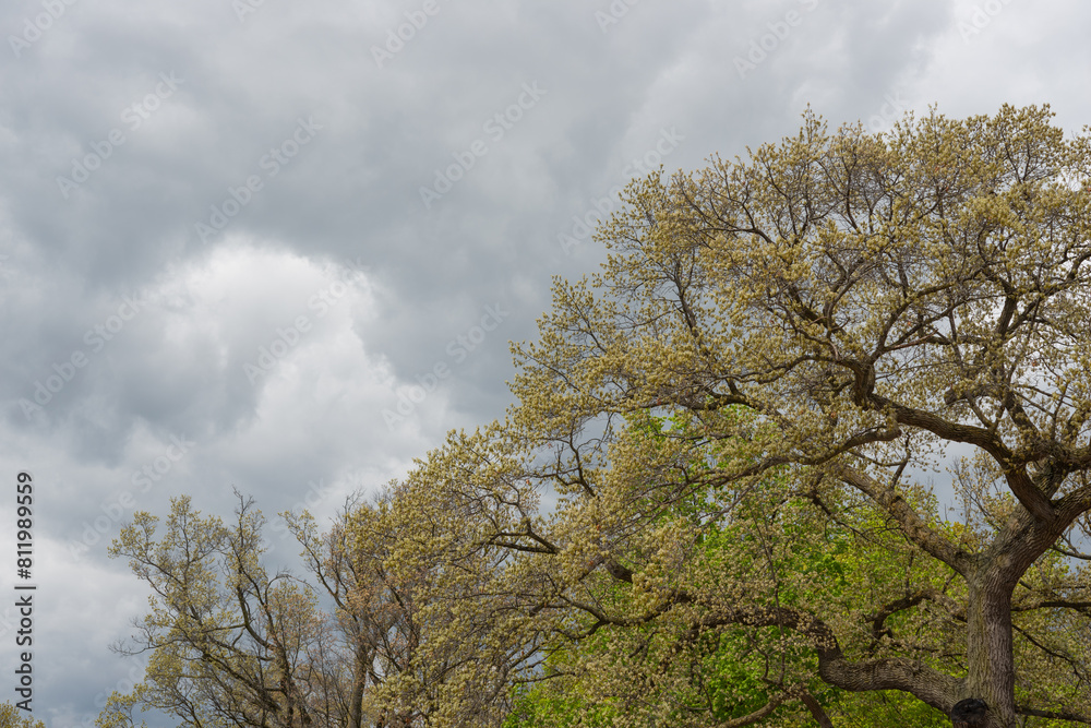 Obraz premium urban trees on a cloudy sky in spring
