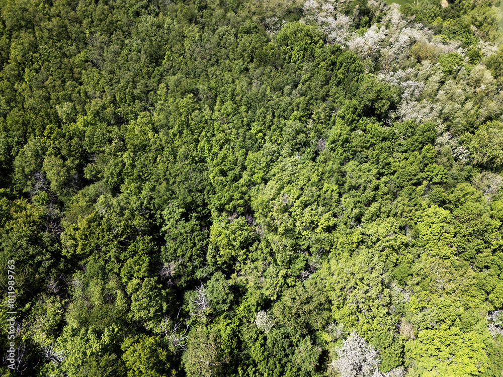 Arbres vus du ciel