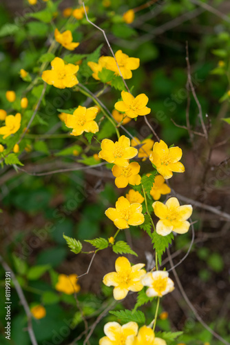 yellow flowers on a vine plant in the park