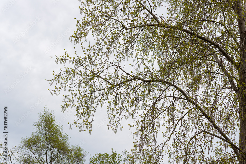 Obraz premium poplar tree by the lake with young leaves and catkins on an overcast day