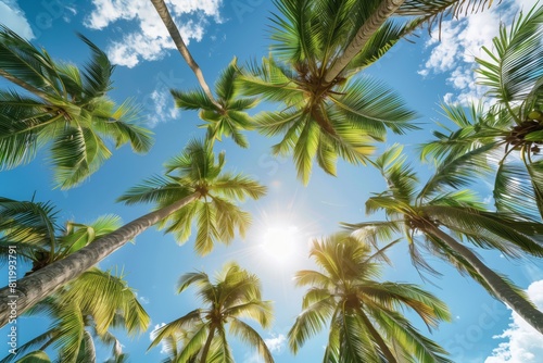 Palm trees view from below  beautiful clear sky and green palm trees  summer landscape