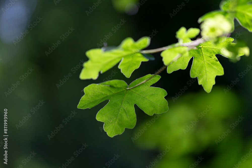 Young maple sprout in the spring sun. Glowing leaves in the ambient light against green background. Young maple sprout in the spring sun and in backlight. Young maple sprout in the spring sun. Glowing leaves in the ambient light against green background. Young maple sprout in the spring sun and in backlight.