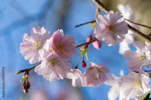 Cherry branches with fresh pink cherry blossoms in full bloom against a blue sky background.