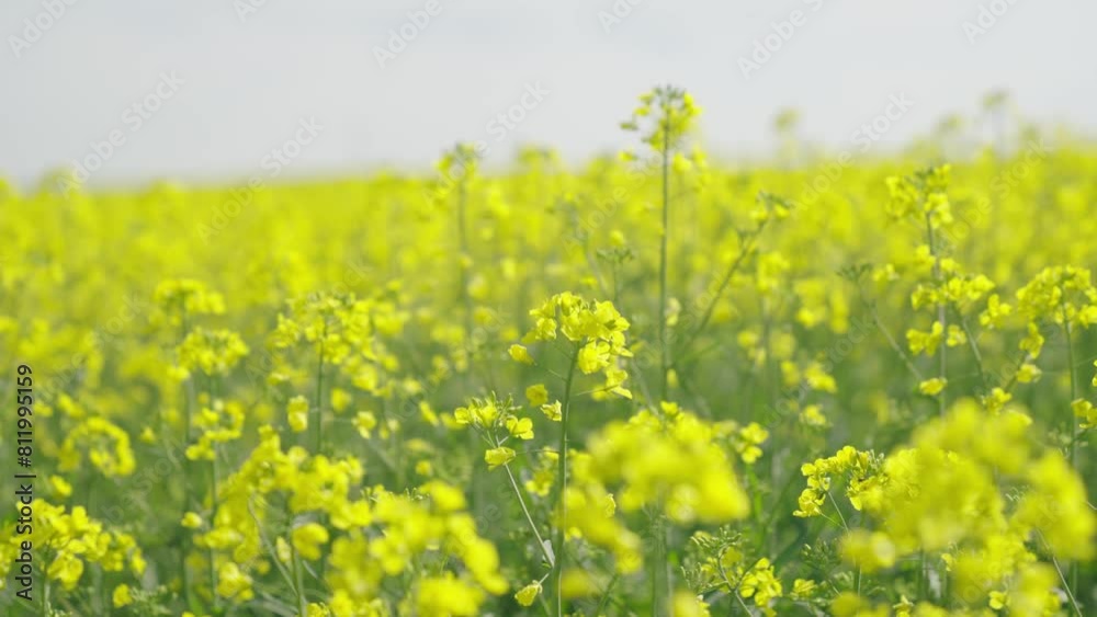 Overall plan. Rapeseed flowering, Rapeseed field. 4К Overall plan. Rapeseed flowering, Rapeseed field. 4К