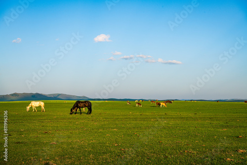 Cows and horses graze on the Dada line grassland in Keshiketeng Banner, Inner Mongolia photo