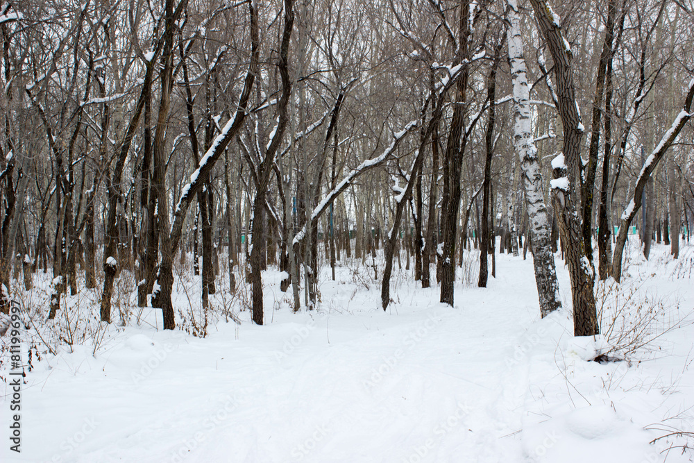 Trees covered with snow in winter forest, closeup of photo Trees covered with snow in winter forest, closeup of photo