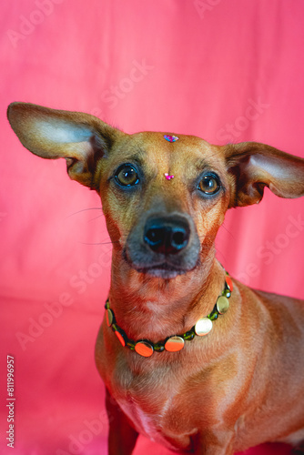 Portrait of a Mixed race brown dog with a neckless on a pink background.