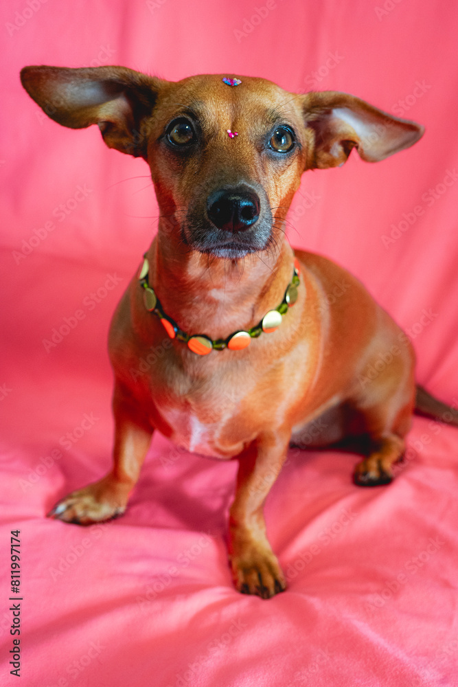 Portrait of a Mixed race brown dog with a neckless on a pink background.