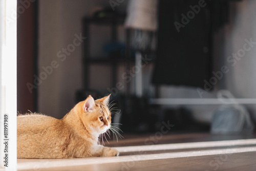 A golden British cat is lying on the floor