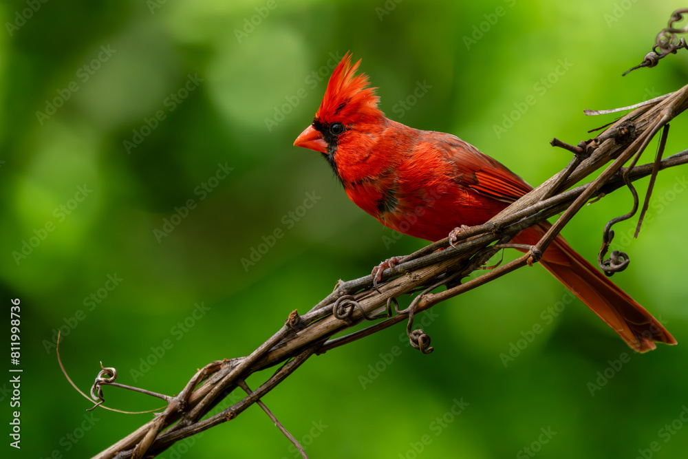 Male Cardinal perched on a vine Male Cardinal perched on a vine