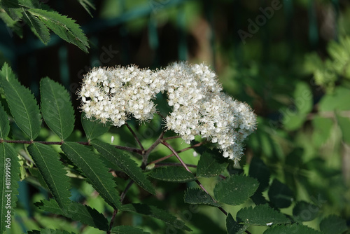 Flowers of a Rowan Tree (Sorbus aucuparia) photo