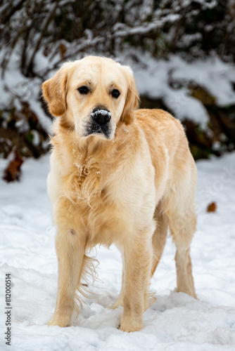 Golden Retriever im Schnee