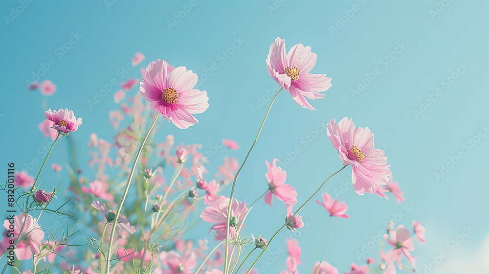 field of pink cosmos flowers under the blue sky field of pink cosmos flowers under the blue sky