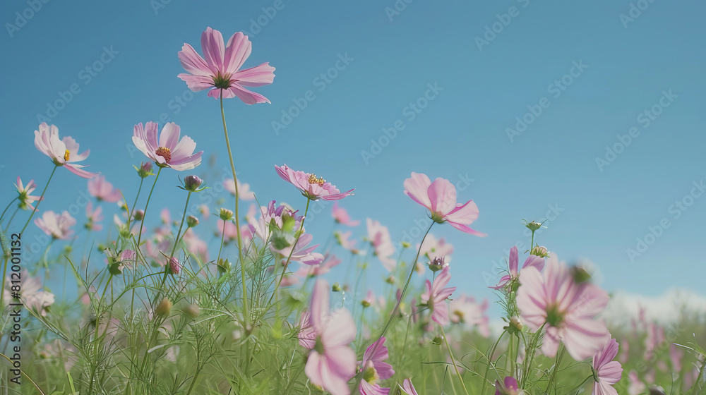 field of pink cosmos flowers under the blue sky field of pink cosmos flowers under the blue sky