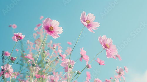 field of pink cosmos flowers under the blue sky photo