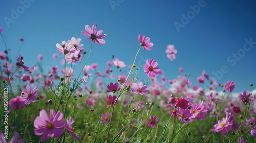 field of pink cosmos flowers under the blue sky