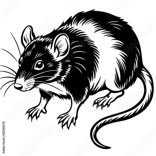 rat vector design 
