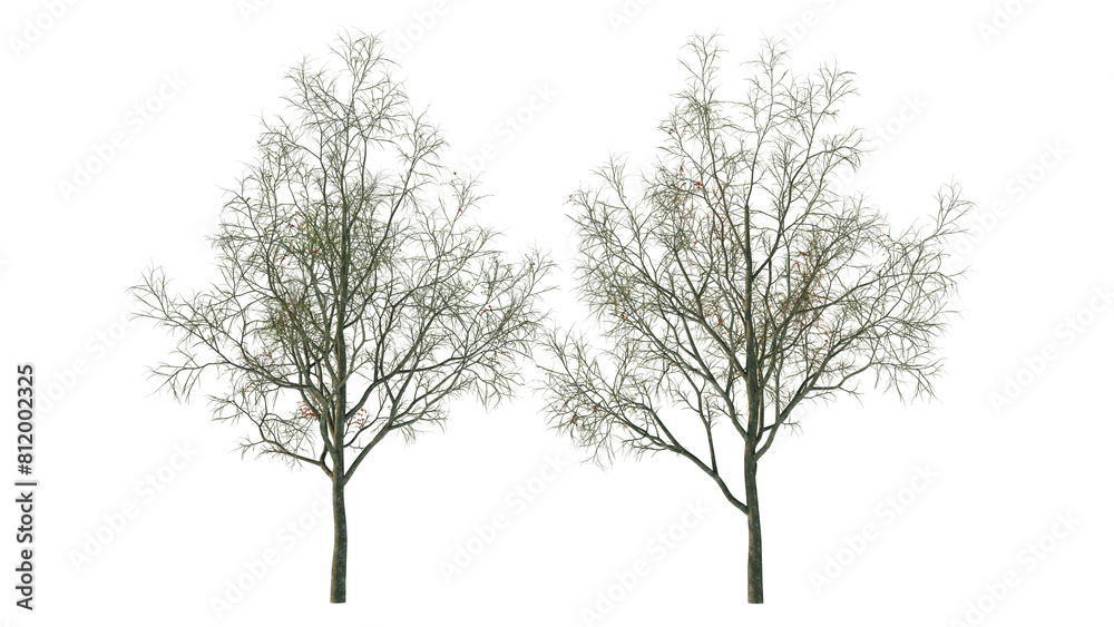 tree isolated on white tree isolated on white