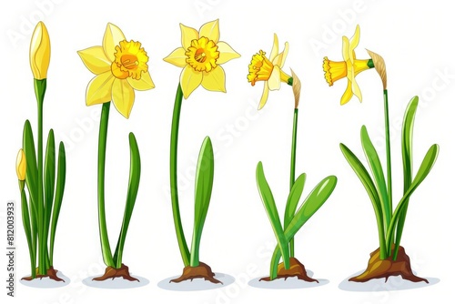 Bright yellow daffodils on a clean white background. Perfect for spring-themed designs