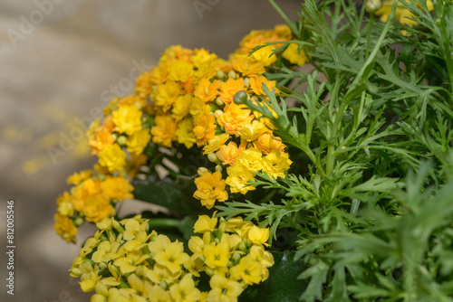 single and double-yellow Kalanchoe blossfeldian flowers and daisy flower foliage close-up photo