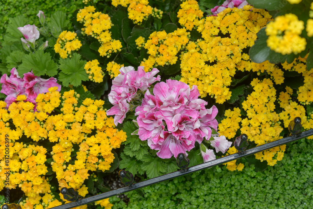 Obraz premium slight aerial view of pink Regal geraniums and double-yellow Kalanchoe blossfeldian with green ground cover and a decorative fence