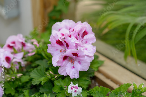 Regal geraniums in bloom near a glass divider at the local conservatory