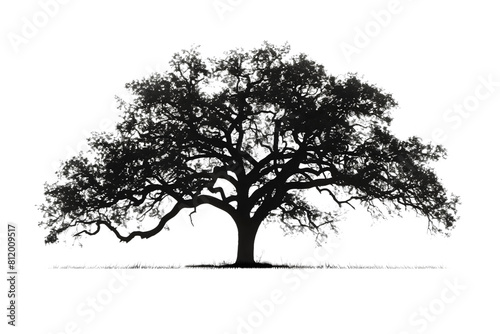 silhouette of a tree