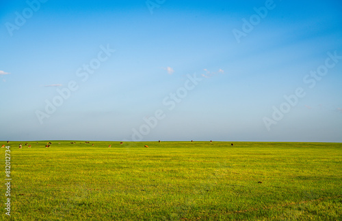 Cows and horses graze on the Dada line grassland in Keshiketeng Banner, Inner Mongolia photo