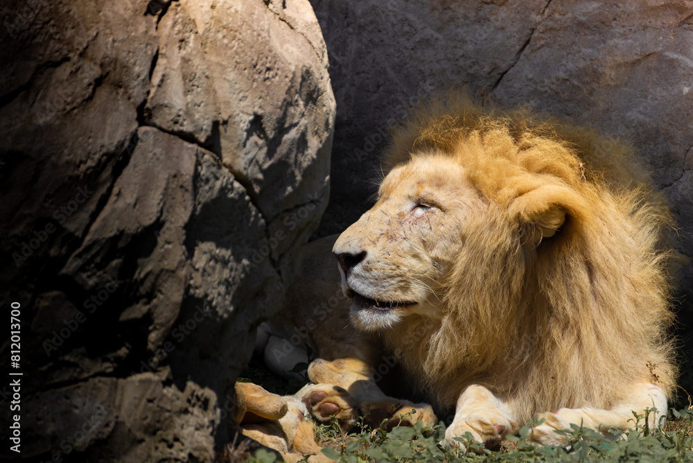 Fototapeta premium lion in zoo