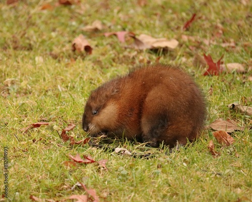 Adorable Muskrat the PA Wilds Pennsylvania  photo