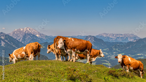 Kühe auf der Zwieselalm im Salzkammergut photo