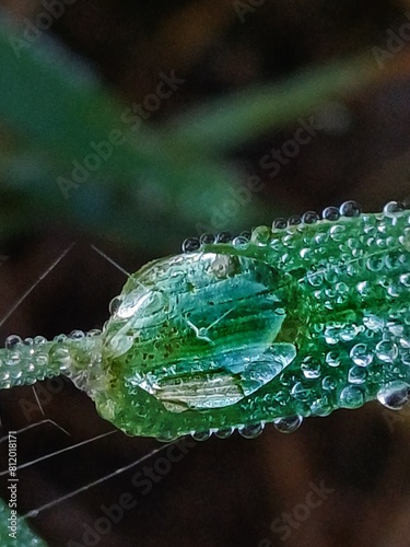 microscópicas gotas de agua sobre una hoja luego de la lluvia.