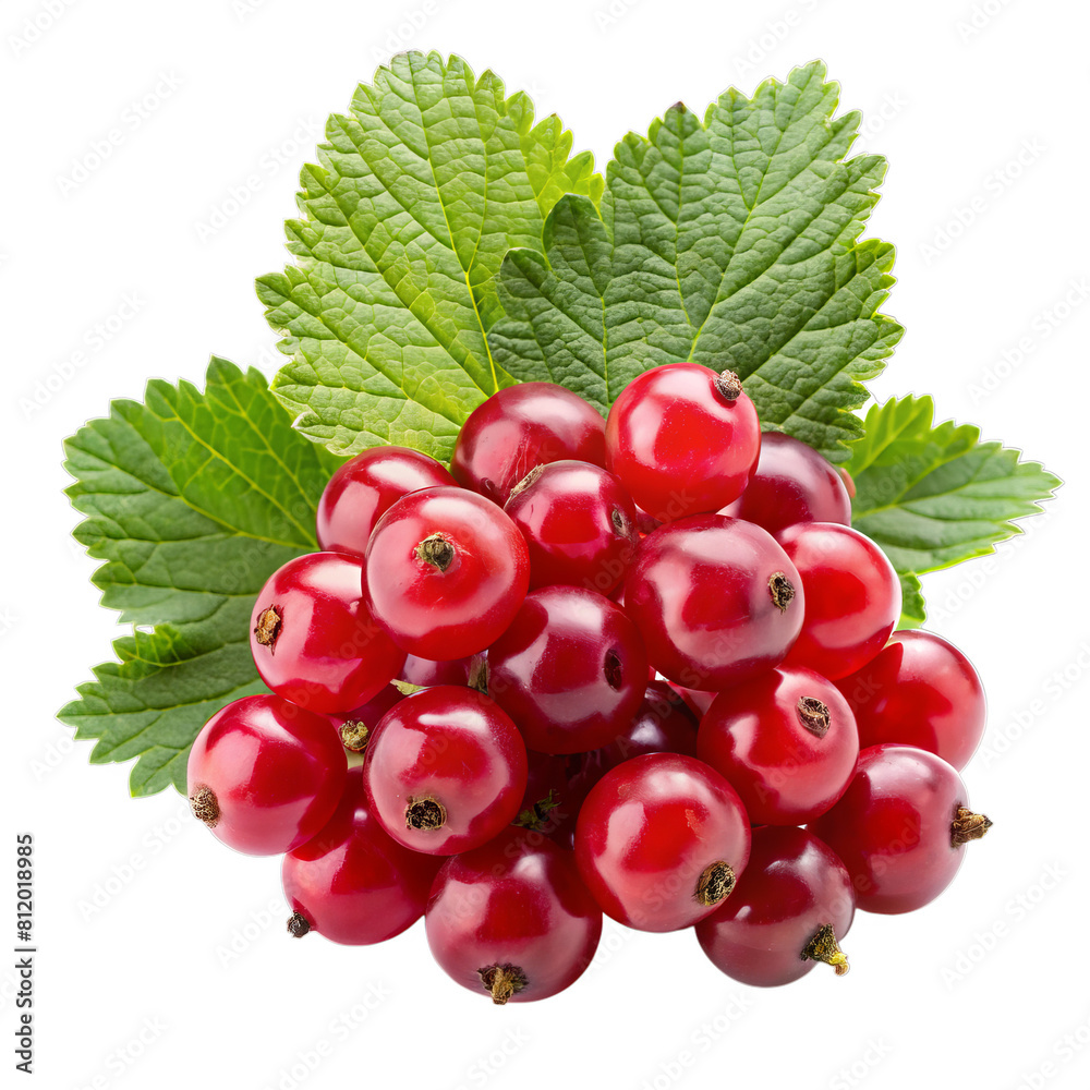Red currant isolated on white transparent background Red currant isolated on white transparent background