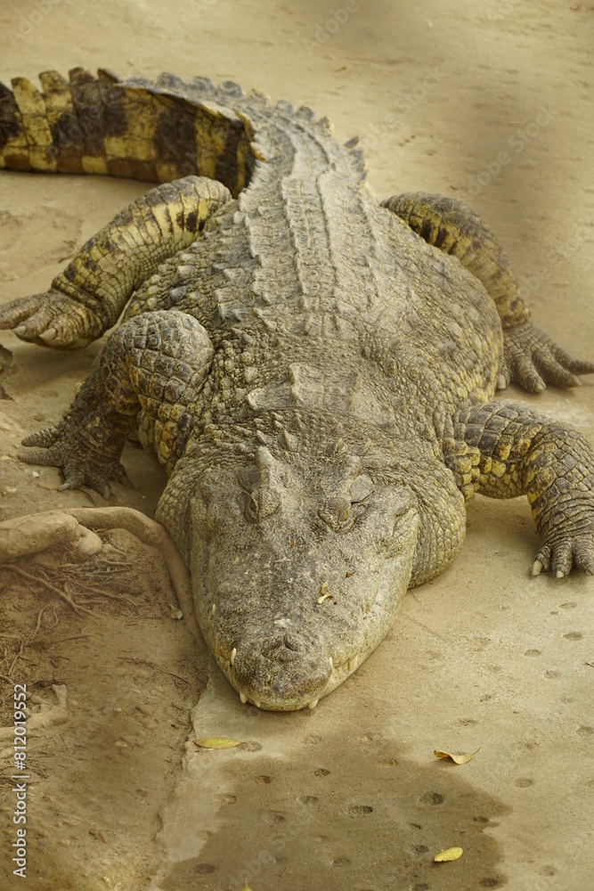 Fototapeta premium Close-up of a crocodile in the zoo
