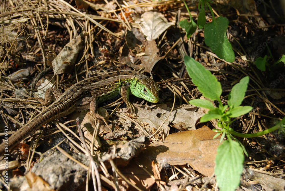 a male lizard looking around the forest while running away