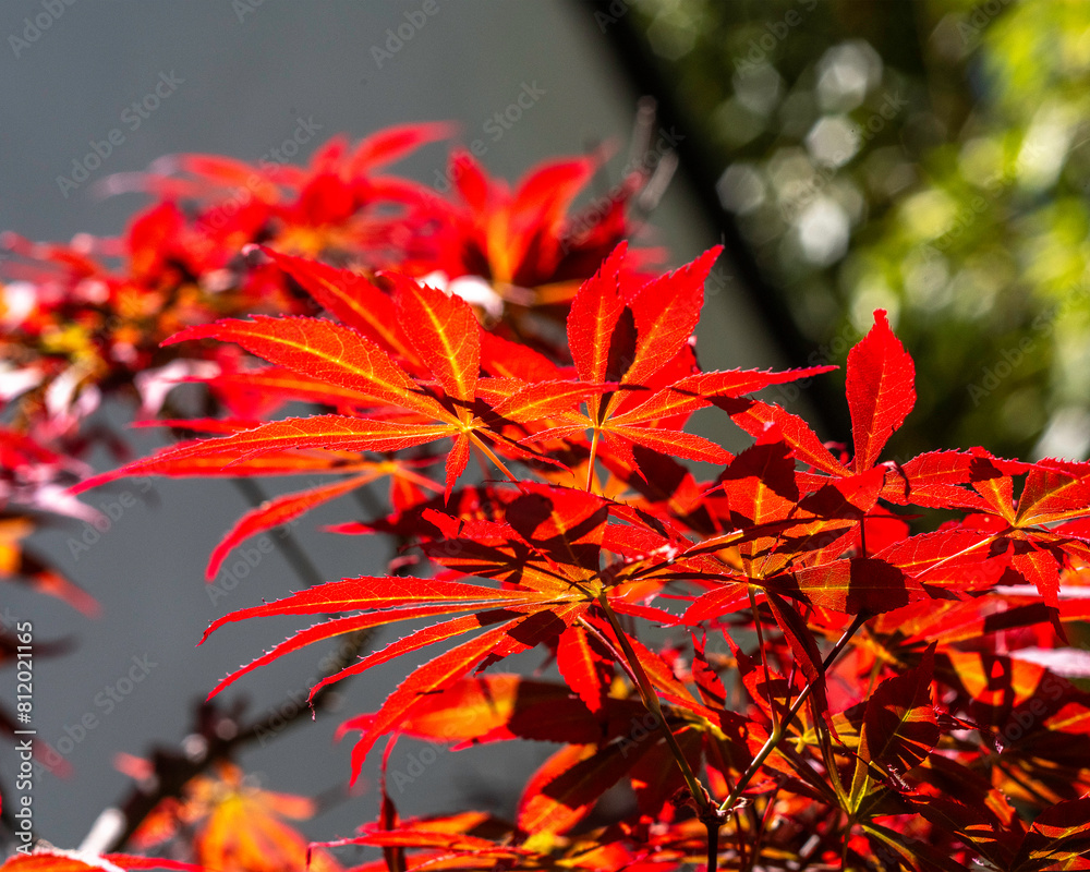 Close-up of a Japanese Maple (Acer palmatum) and its beautiful leaves. Close-up of a Japanese Maple (Acer palmatum) and its beautiful leaves.