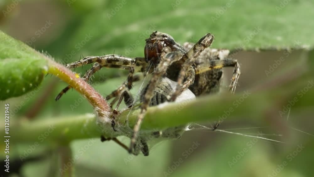 Macro shot of spider Araneus angulatus with prey Macro shot of spider Araneus angulatus with prey