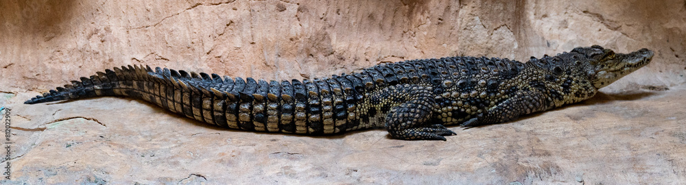 Australian freshwater crocodile at the Jerusalem Biblical Zoo in Israel Australian freshwater crocodile at the Jerusalem Biblical Zoo in Israel
